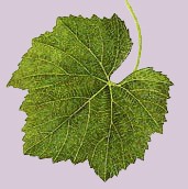 feuille