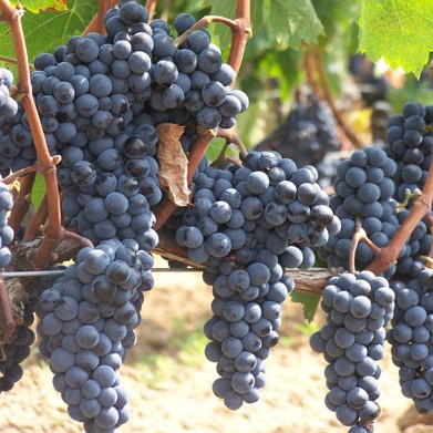 grappes