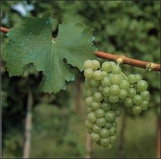 sauvignon