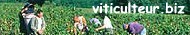 vendanges1